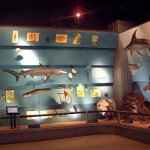 Il salone Acqua Terra Aria, allestito agli inizi del 2000 - Foto R. Salmaso